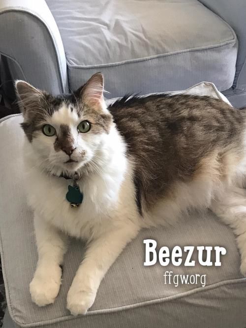 2) Beezur.jpg